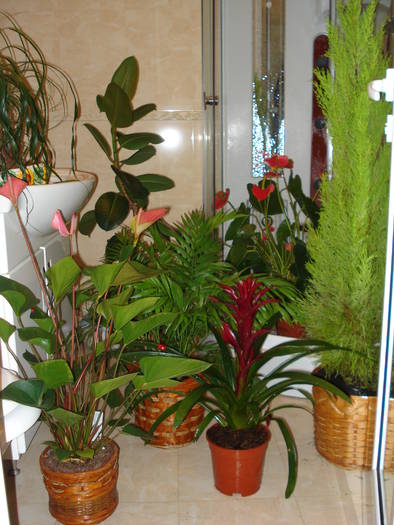 Flori sub ploaia dusului!!!