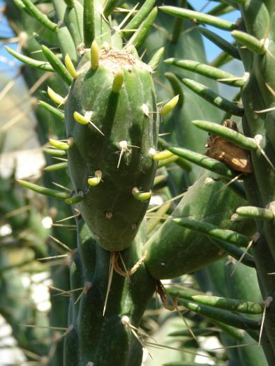 Austrocylindropuntia subulata, fruct, detaliu. - Cactusi la Constanta