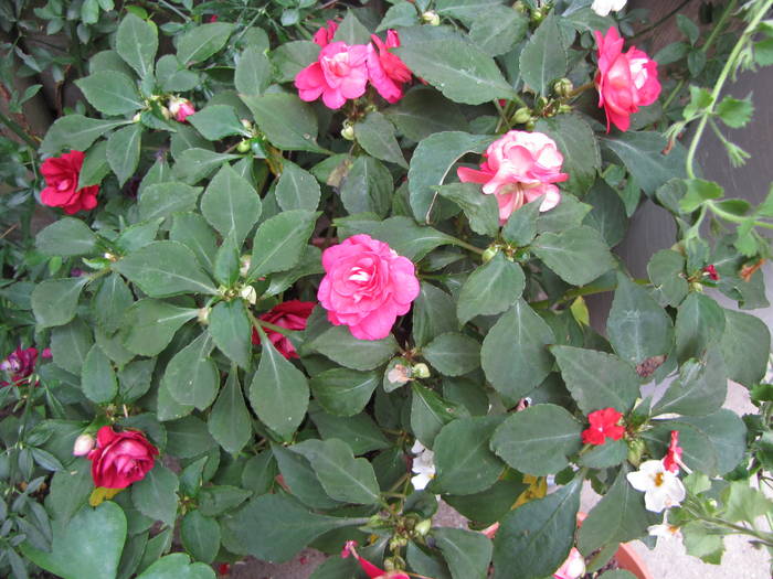 Impatiens 7 aug 2009 (1) - impatiens