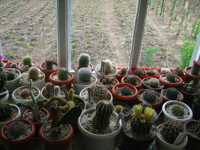 parte de colectie - cactusii mei
