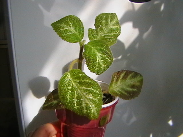 fadette jade - episcia