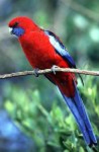 65_crimsonrosella - PAPAGALI
