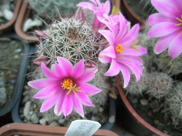 Mammillaria fraileana - 03.07 - Mammillaria
