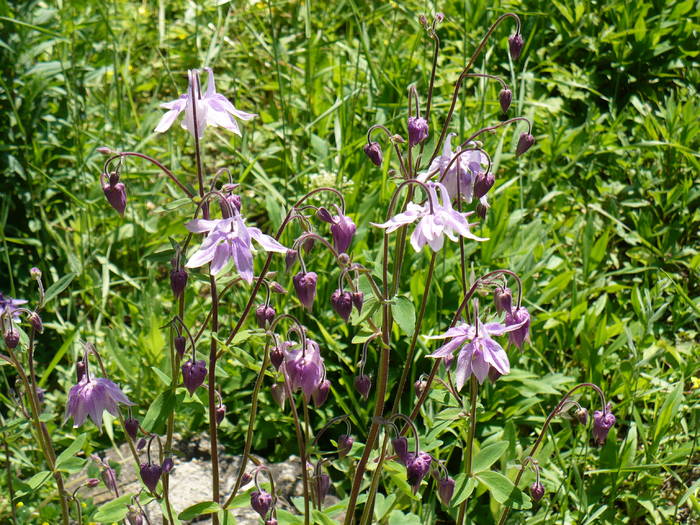 Aquilegia (caldaruse) - Herastrau 2009 mai 10
