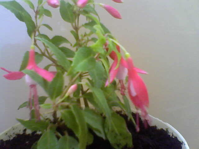 Picture 014 - florile mele