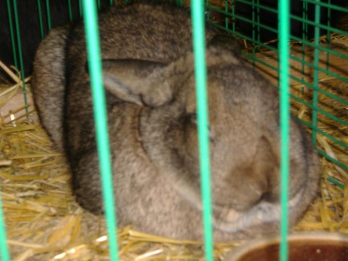 Nitra 06.12.2008 087