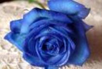 un trandafir albastru abandonat pe jos - trandafiri