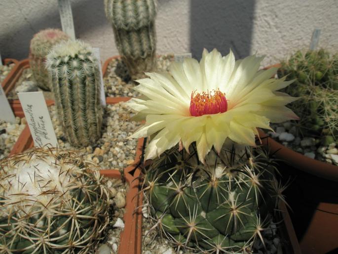 Coryphantha unicornis