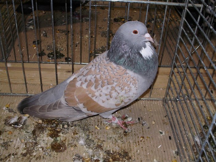 5220 c 0