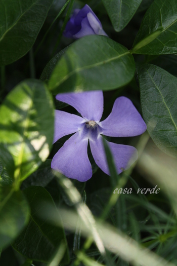 Vinca minor - frumuseti salbatice