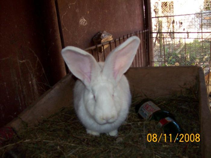 100_3397 - poze iepuri