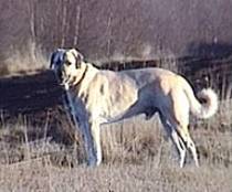 Kangal - NET CAINI -rase