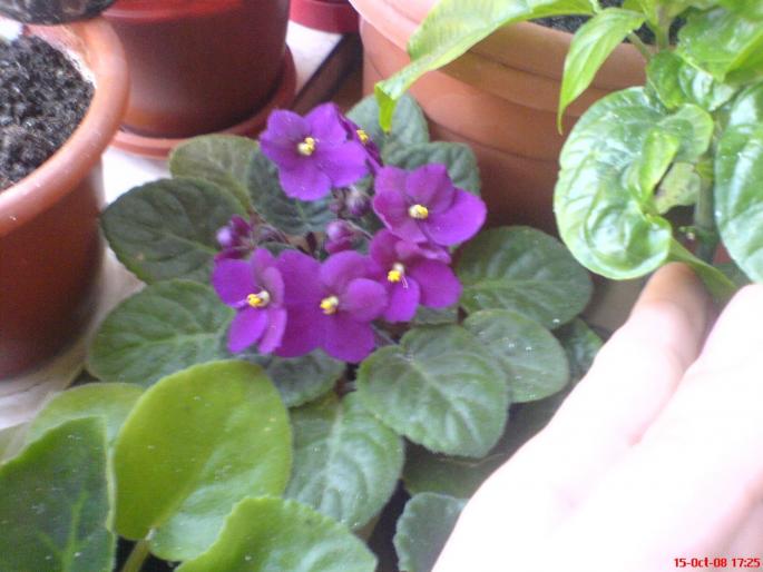 violetagrena - violete 2009