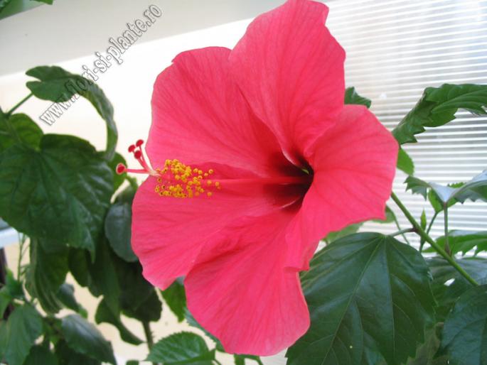 Hibiscus patio roz 3