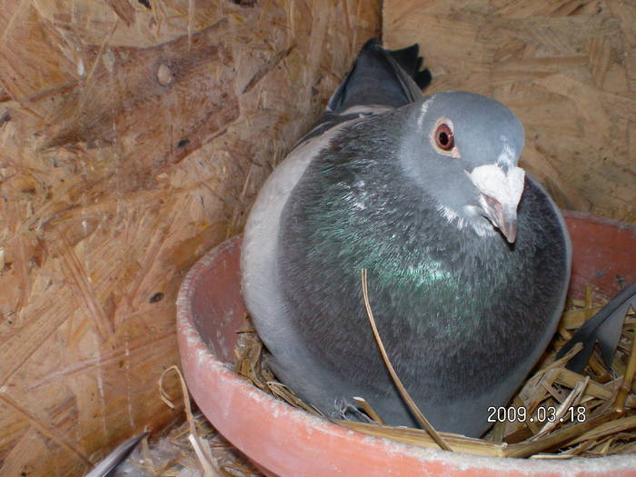 78; 52 olandezu 2004
