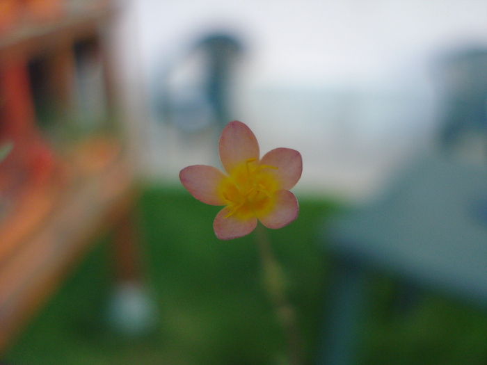 Little Orange Flower (2009, Sep.16)