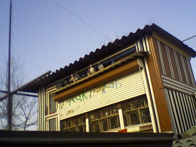 Fotografii-0024Ptwj - Copy (2) - Porumbeii mei calatori