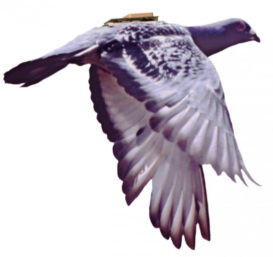 FlyingPigeon 