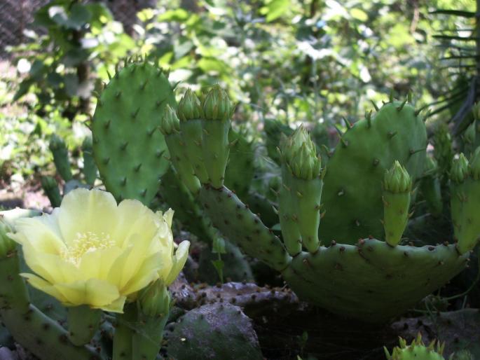 Opuntia - cactusi