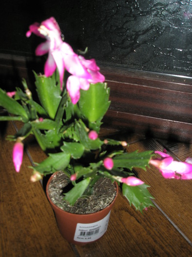 Schlumbergera - noua achizitie - Zygocactus si Schumbergera