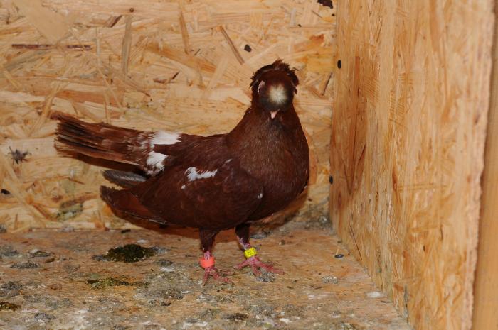 DSC_9883 - jucatori dublumotati calarasi 2008