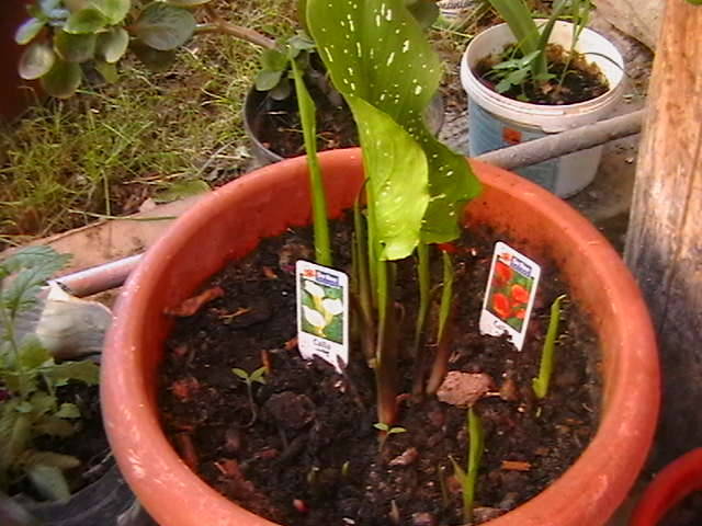 Picture 009