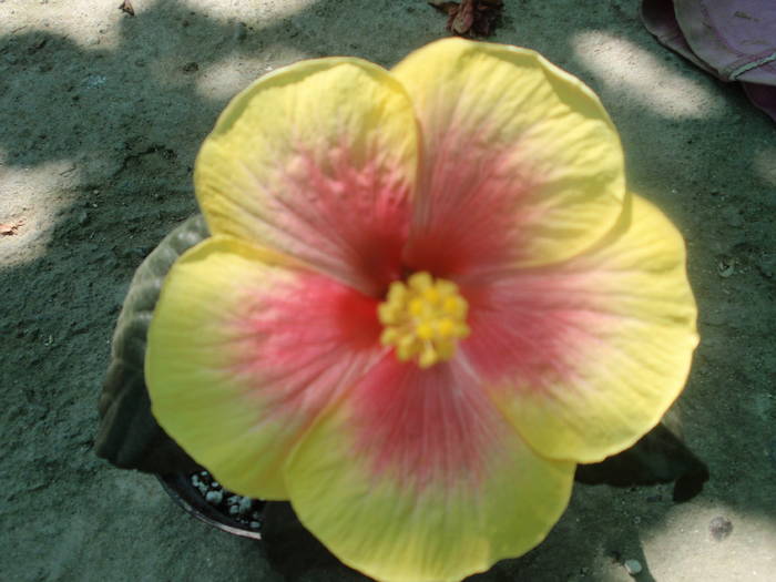Oberon - hibiscusi
