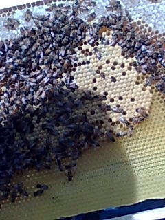 puiet ca la ei - ApiMondia