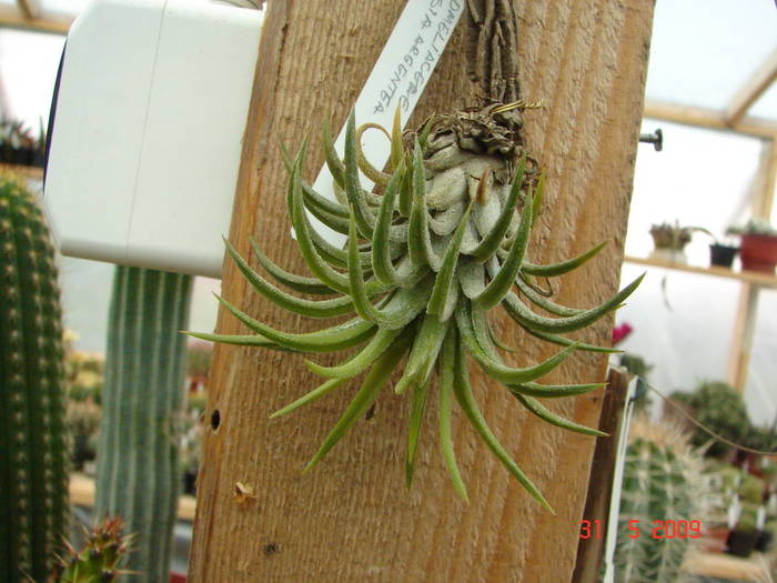 DSC05940 - Tillandsia