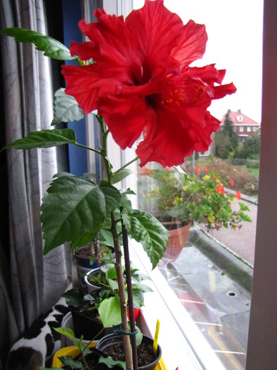 Hibiscus (Myrela) 6 dec 2009 (1) - hibiscus