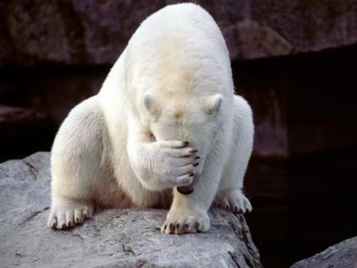Imagini Animale - Animale