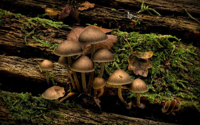 nature_shroom_group_wds_1680x1050