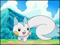 pachirisu2