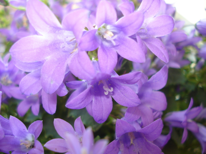 CAMPANULA