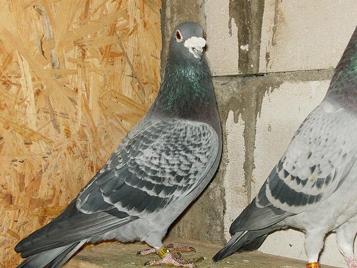 HPIM2185 - porumbei 2009