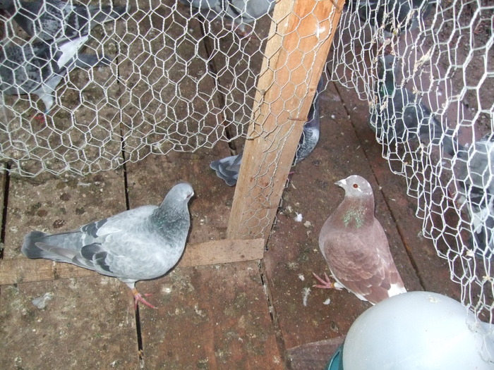 LINGA ADAPATOARE - 2 Porumbeii mei cu care incep anul 2010