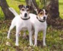 Jack russell - Rase de cainii