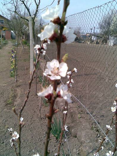 floare de cais - Pomii si arbusti fructiferi