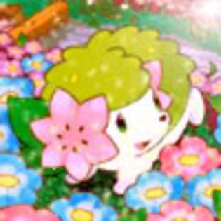 Shaymin in lumea florilor