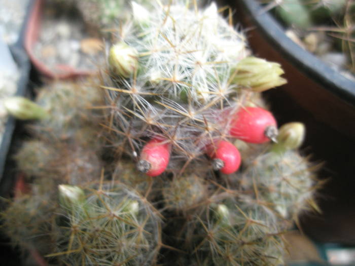 Mammillaria prolifera