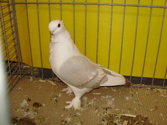 18519 satinet brown 1 - 1505 partea 6