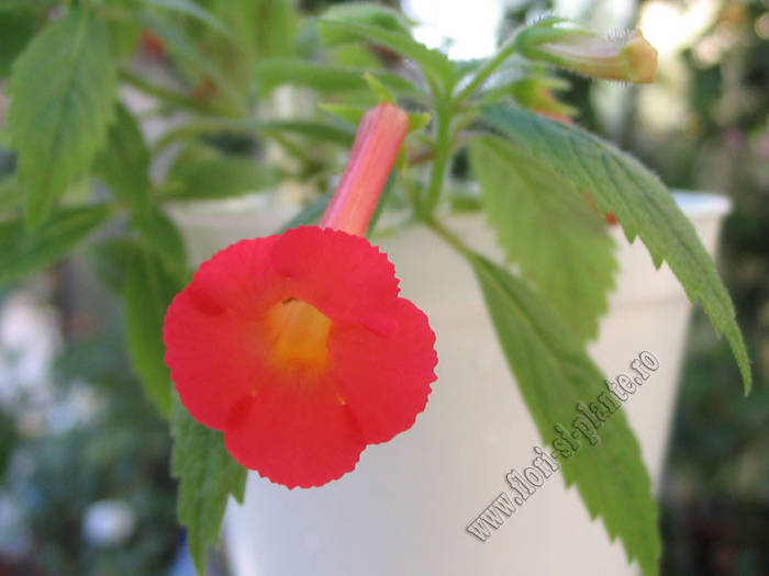 Achimenes Summer Sunset 5