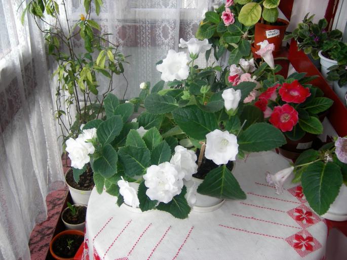 Gloxinii albe