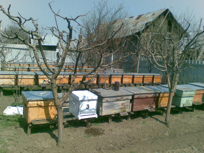 05042009(002) - albine