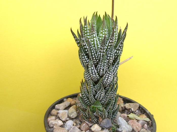 Haworthia reinwardtii v. kaffirdritensis