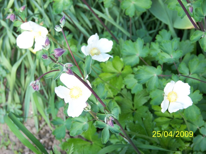 100_1179 - Primavara in curte  Timisoara