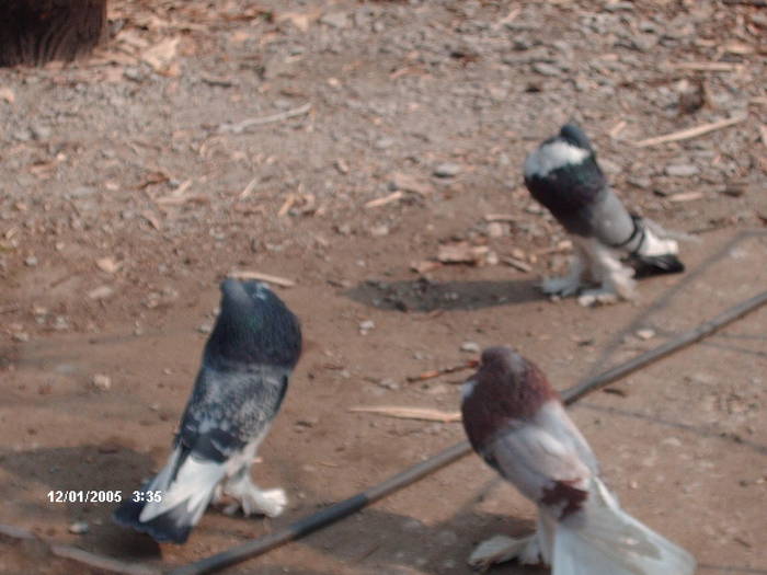 HPIM2031 - 6-gusati de pomerania-2009