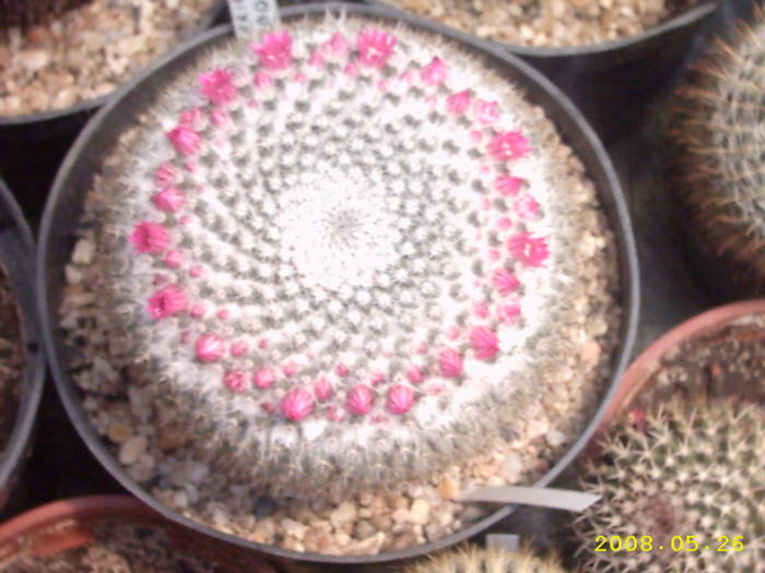 6-Mammillaria ? - cactusi