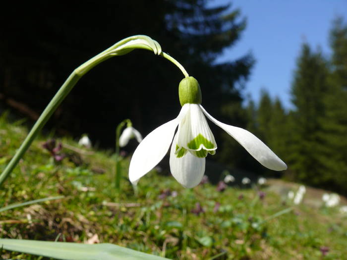 P1050151 - 2009_Piatra_Craiului