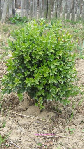 Buxus 2